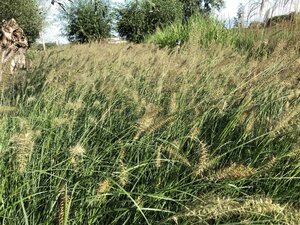 Pennisetum al. 'Hameln' geen maat specificatie cont. 3,0L - afbeelding 4