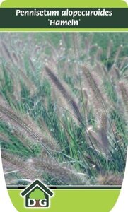 Pennisetum al. 'Hameln' geen maat specificatie cont. 3,0L - afbeelding 7