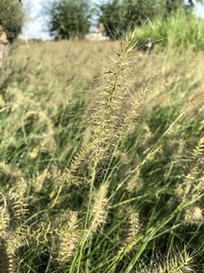 Pennisetum al. 'Hameln' geen maat specificatie cont. 3,0L - afbeelding 5