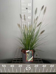 Pennisetum al. 'Hameln' geen maat specificatie cont. 3,0L - afbeelding 8