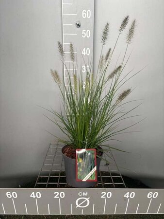 Pennisetum al. 'Hameln' geen maat specificatie cont. 3,0L - image 8