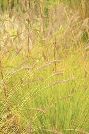 Pennisetum al. 'Hameln Gold' geen maat specificatie 0,55L/P9cm