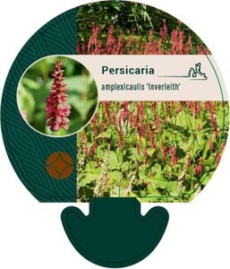 Persicaria a. 'Inverleith' geen maat specificatie 0,55L/P9cm - afbeelding 2