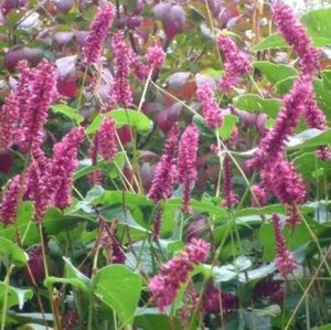 Persicaria a. 'Inverleith' geen maat specificatie 0,55L/P9cm - afbeelding 1