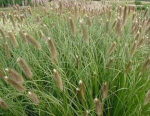 Pennisetum al. 'Japonicum' geen maat specificatie 0,55L/P9cm