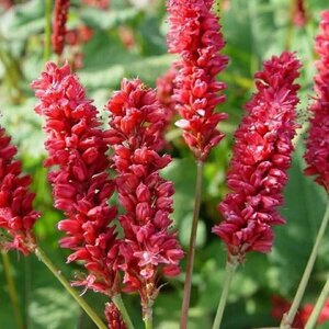 Persicaria a. 'JS Delgado Macho' geen maat specificatie 0,55L/P9cm