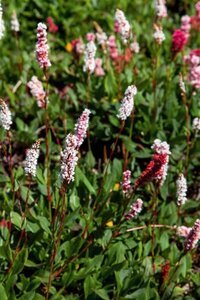 Persicaria aff. 'Kabouter' geen maat specificatie 0,55L/P9cm - afbeelding 2