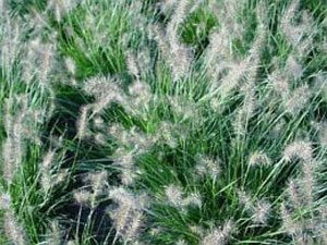 Pennisetum al. 'Little Bunny' geen maat specificatie cont. 3,0L - afbeelding 1