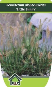 Pennisetum al. 'Little Bunny' geen maat specificatie cont. 3,0L - afbeelding 3