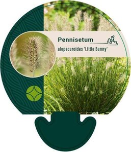 Pennisetum al. 'Little Bunny' geen maat specificatie 0,55L/P9cm - afbeelding 2