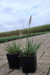 Pennisetum al. 'Little Bunny' geen maat specificatie 0,55L/P9cm - afbeelding 3