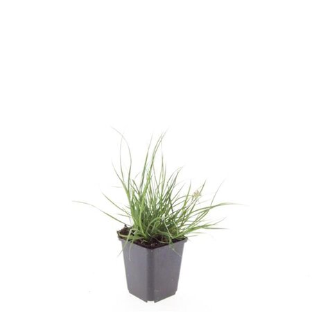 Pennisetum al. 'Little Bunny' geen maat specificatie 0,55L/P9cm - afbeelding 5