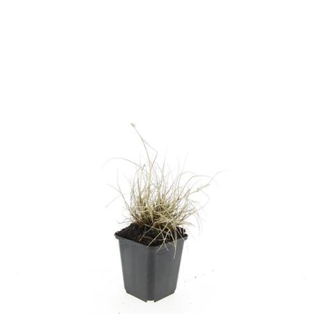 Pennisetum al. 'Little Bunny' geen maat specificatie 0,55L/P9cm - afbeelding 6