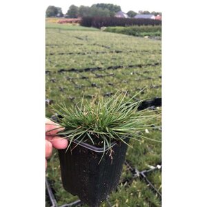 Pennisetum al. 'Little Bunny' geen maat specificatie 0,55L/P9cm - afbeelding 4