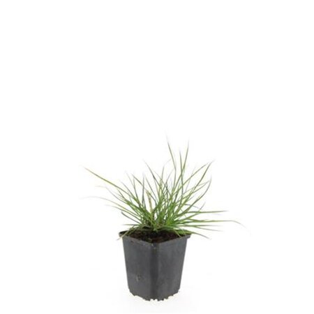 Pennisetum al. 'Little Bunny' geen maat specificatie 0,55L/P9cm - afbeelding 7