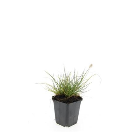 Pennisetum al. 'Little Bunny' geen maat specificatie 0,55L/P9cm - afbeelding 8