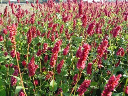 Persicaria a. 'Lisan' geen maat specificatie 0,55L/P9cm - afbeelding 1