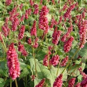 Persicaria a. 'Lisan' geen maat specificatie 0,55L/P9cm - afbeelding 2