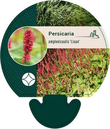 Persicaria a. 'Lisan' geen maat specificatie 0,55L/P9cm - afbeelding 3