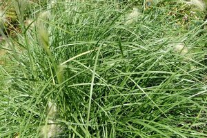 Pennisetum alopecuroides = Fountain Grass geen maat specificatie cont. 2,0L - afbeelding 1