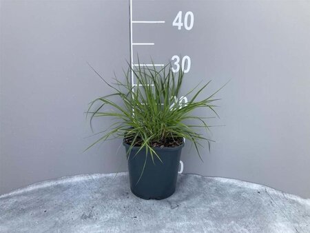 Pennisetum alopecuroides = Fountain Grass geen maat specificatie cont. 2,0L - afbeelding 3