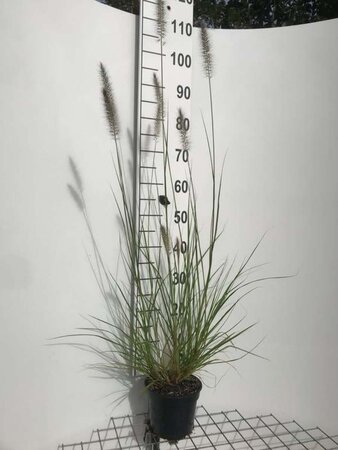 Pennisetum alopecuroides = Fountain Grass geen maat specificatie cont. 2,0L - afbeelding 6