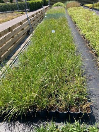 Pennisetum alopecuroides = Fountain Grass geen maat specificatie cont. 2,0L - afbeelding 4