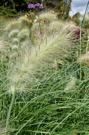 Pennisetum alopecuroides = Fountain Grass geen maat specificatie cont. 2,0L - afbeelding 2