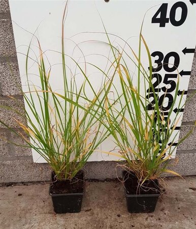 Pennisetum alopecuroides = Fountain Grass geen maat specificatie 0,55L/P9cm - afbeelding 5