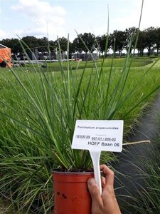 Pennisetum alopecuroides = Fountain Grass geen maat specificatie 0,55L/P9cm - afbeelding 3