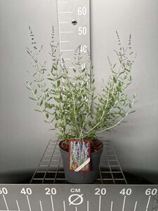 Perovskia atripl. 'Little Spire' 30-40 cm cont. 3,0L - afbeelding 6