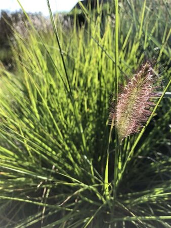 Pennisetum al. 'Moudry' geen maat specificatie 0,55L/P9cm - afbeelding 1