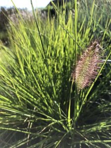 Pennisetum al. 'Moudry' geen maat specificatie 0,55L/P9cm - afbeelding 1