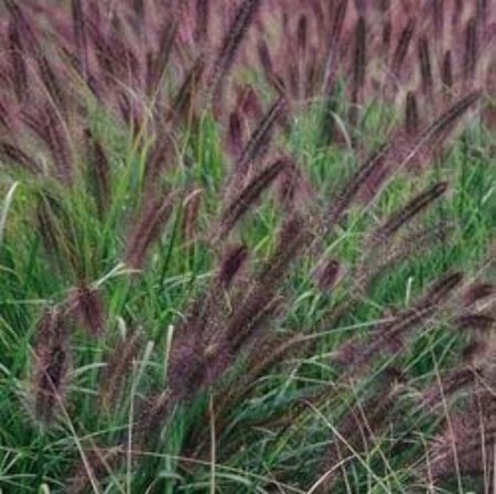 Pennisetum al. 'Moudry' geen maat specificatie 0,55L/P9cm - afbeelding 11