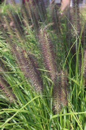 Pennisetum al. 'Moudry' geen maat specificatie 0,55L/P9cm - afbeelding 3