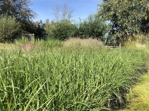 Pennisetum al. 'Moudry' geen maat specificatie 0,55L/P9cm - afbeelding 9