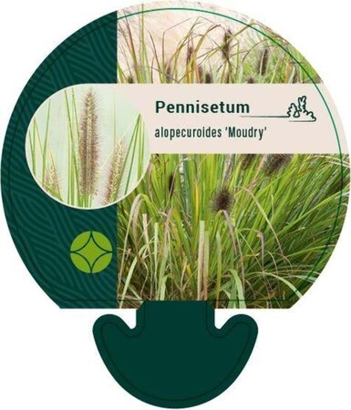 Pennisetum al. 'Moudry' geen maat specificatie 0,55L/P9cm - afbeelding 4