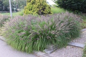 Pennisetum al. 'Moudry' geen maat specificatie 0,55L/P9cm - afbeelding 2