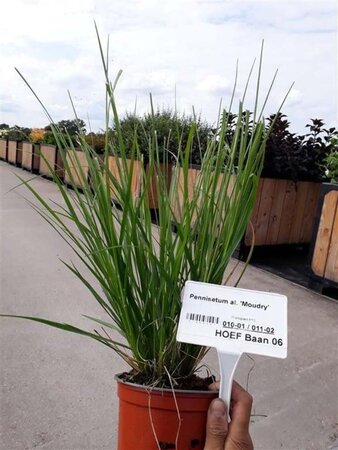 Pennisetum al. 'Moudry' geen maat specificatie 0,55L/P9cm - afbeelding 5