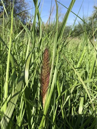 Pennisetum al. 'Moudry' geen maat specificatie 0,55L/P9cm - afbeelding 7