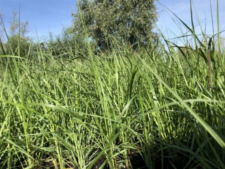 Pennisetum al. 'Moudry' geen maat specificatie 0,55L/P9cm - image 10