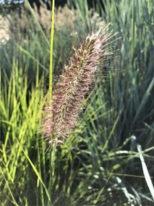 Pennisetum al. 'Moudry' geen maat specificatie 0,55L/P9cm - image 8