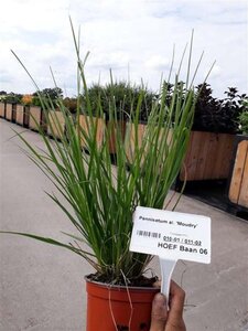 Pennisetum al. 'Moudry' geen maat specificatie 0,55L/P9cm - image 5