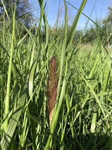 Pennisetum al. 'Moudry' geen maat specificatie 0,55L/P9cm - image 7