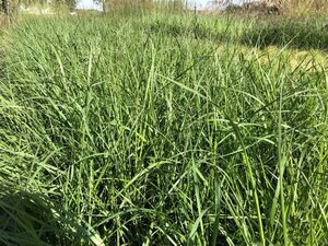 Pennisetum al. 'Moudry' geen maat specificatie 0,55L/P9cm - image 6