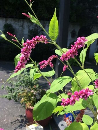 Persicaria amplexicaulis geen maat specificatie 0,55L/P9cm - afbeelding 1