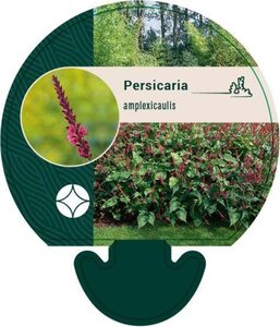 Persicaria amplexicaulis geen maat specificatie 0,55L/P9cm - afbeelding 3