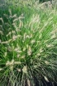 Pennisetum al. 'National Arboretum' geen maat specificatie 0,55L/P9cm