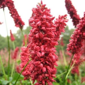 Persicaria a. 'Orangofield' geen maat specificatie 0,55L/P9cm - afbeelding 2