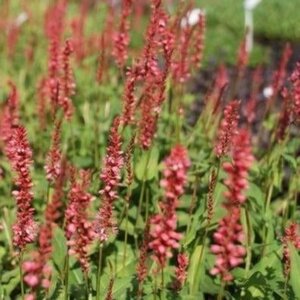 Persicaria a. 'Orangofield' geen maat specificatie 0,55L/P9cm - afbeelding 3